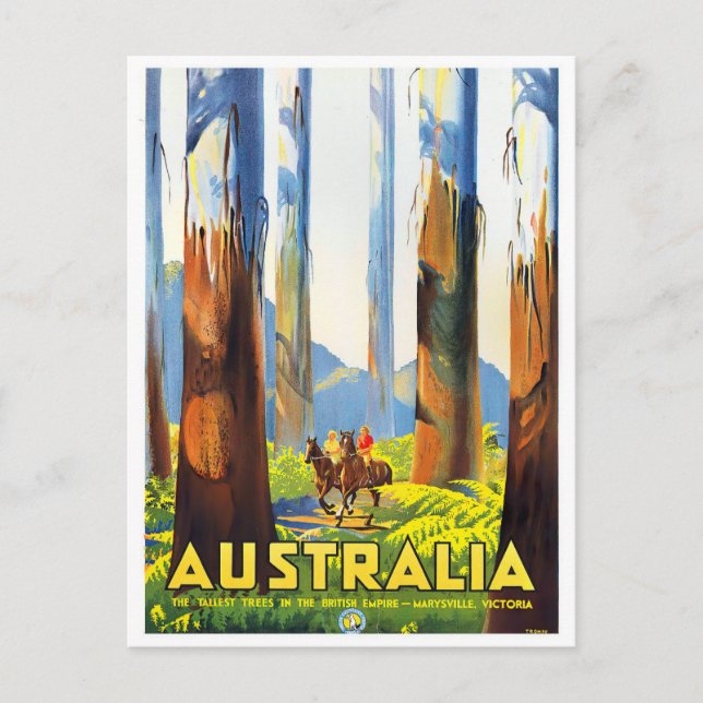 Australia tallest trees vintage travel postcard (Front)