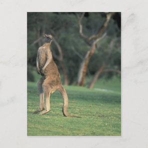 Australia, Vic. Kangaroo on the Anglesea Golf Postcard