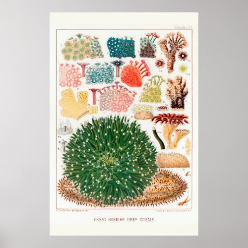 Australia Vintage Great Barrier Reef Coral Poster
