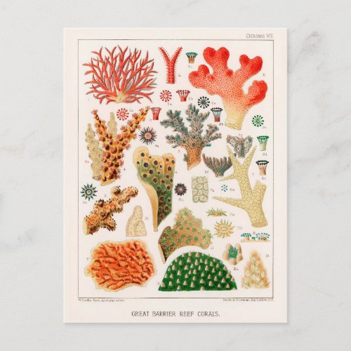 Australia Vintage Great Barrier Reef Coral Poster Postcard