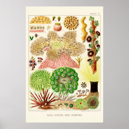 Australia Vintage Great Barrier Reef Poster