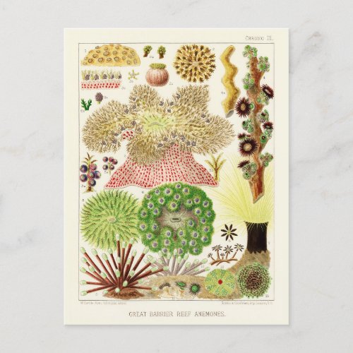 Australia Vintage Great Barrier Reef Poster Postcard