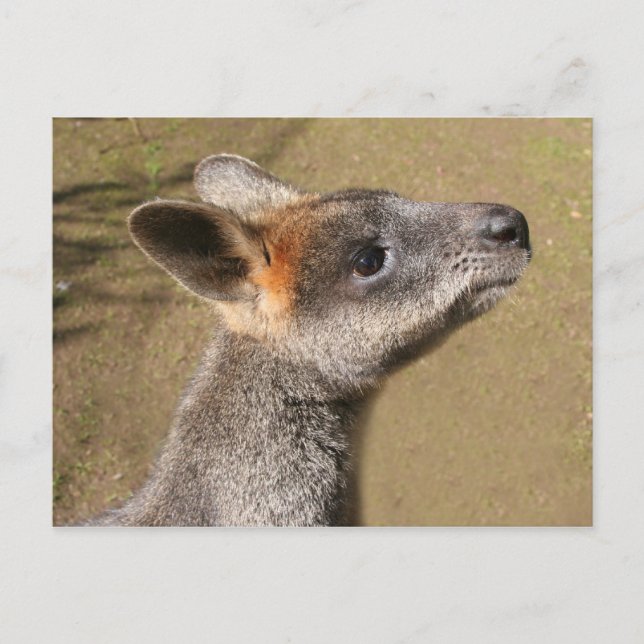 Australia - Wallaby Postcard (Front)