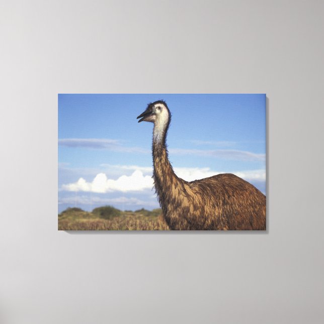 Australia, Western Australia. Emu (Dromaius Canvas Print (Front)