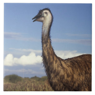 Australia, Western Australia. Emu (Dromaius Ceramic Tile