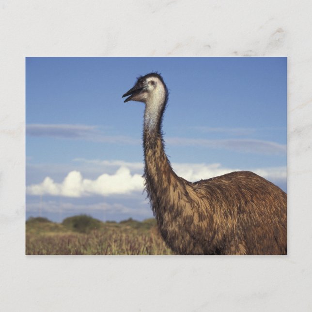 Australia, Western Australia. Emu (Dromaius Postcard (Front)