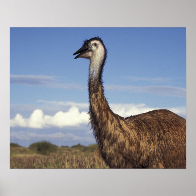 Australia, Western Australia. Emu (Dromaius Poster (Front)