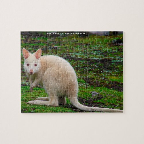 Australian Albino Kangaroo Jigsaw Puzzle