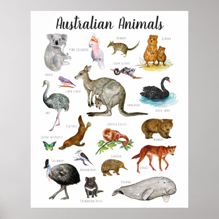 Australian animal poster classroom poster australian classroom poster ...