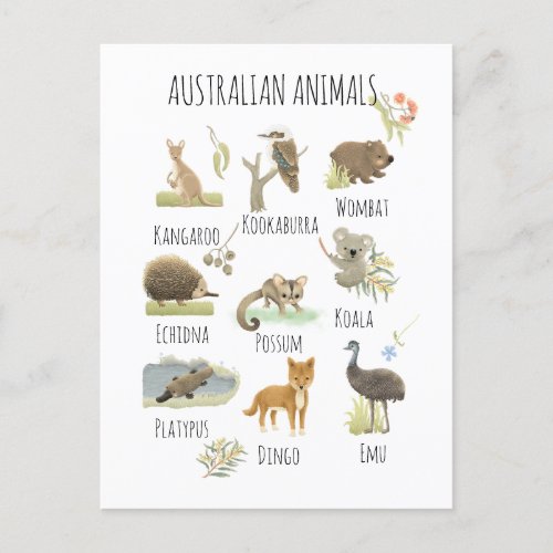 Australian Animals  Postcard