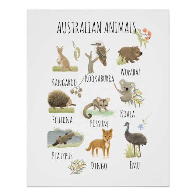 Australian Animals  Poster (Front)
