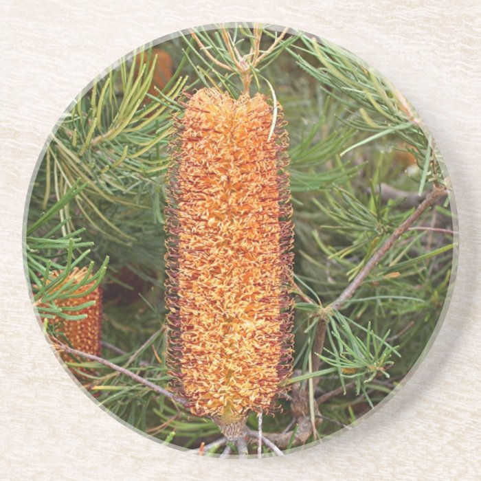 Australian Banksia flower in bloom Beverage Coasters