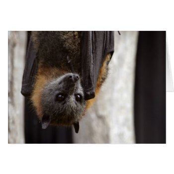 Australian Bat by wildlifecollection at Zazzle