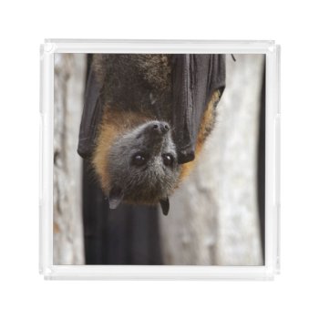 Australian Bat Acrylic Tray by wildlifecollection at Zazzle