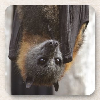 Australian Bat Beverage Coaster by wildlifecollection at Zazzle