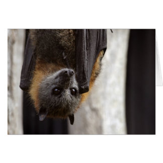 Australian Bat Cards