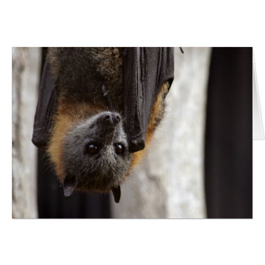 Australian Bat Cards (Front Horizontal)