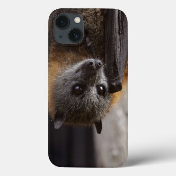 Australian Bat Iphone 13 Case by wildlifecollection at Zazzle