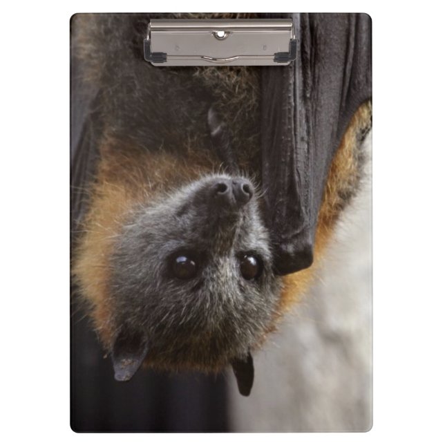 Australian Bat Clipboard (Front)