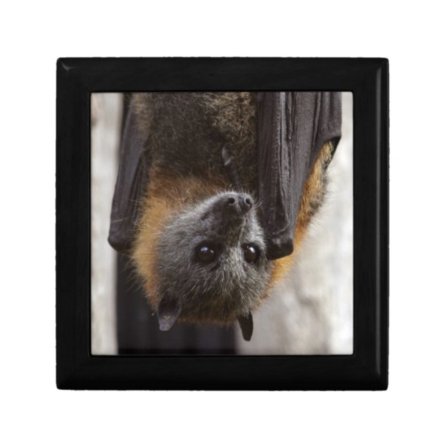 Australian Bat Keepsake Box (Front)