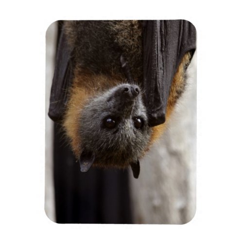 Australian Bat Magnet