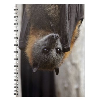Australian Bat Notebook by wildlifecollection at Zazzle