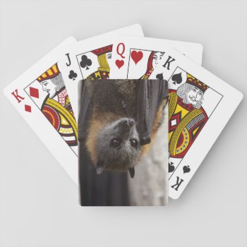 Australian Bat Playing Cards by wildlifecollection at Zazzle