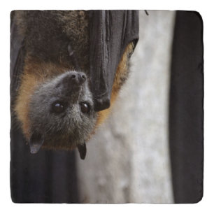 Australian Bat Trivet