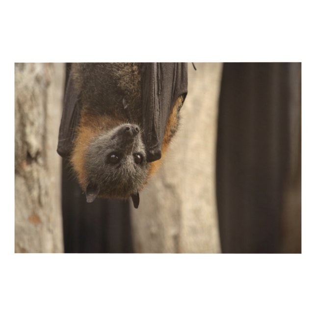 Australian Bat Wood Wall Art (Front)