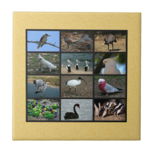 Australian Bird Photo Collage Tile