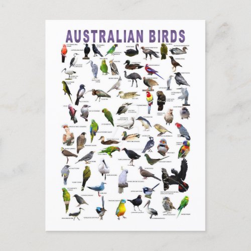 Australian Birds Chart postcard