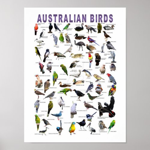 Australian Birds Chart poster