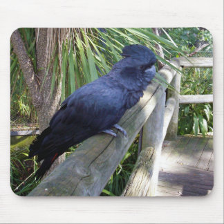 Australian Black Parrot Office Products Supplies Zazzle Australian Black Parrot Mouse Pad