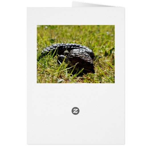 Australian Blue Tongue Lizard, (Back)