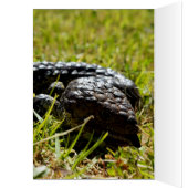 Australian Blue Tongue Lizard, (Inside (Left))