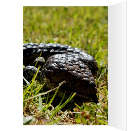 Australian Blue Tongue Lizard, (Inside (Left))