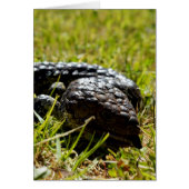 Australian Blue Tongue Lizard, (Front)