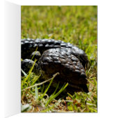 Australian Blue Tongue Lizard, (Inside (Right))