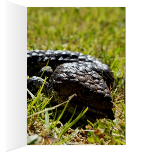 Australian Blue Tongue Lizard, (Inside (Right))