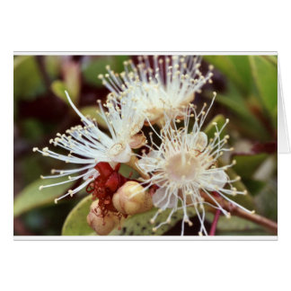 Australian Bush Cherry  Cards