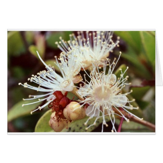 Australian Bush Cherry Cards (Front Horizontal)