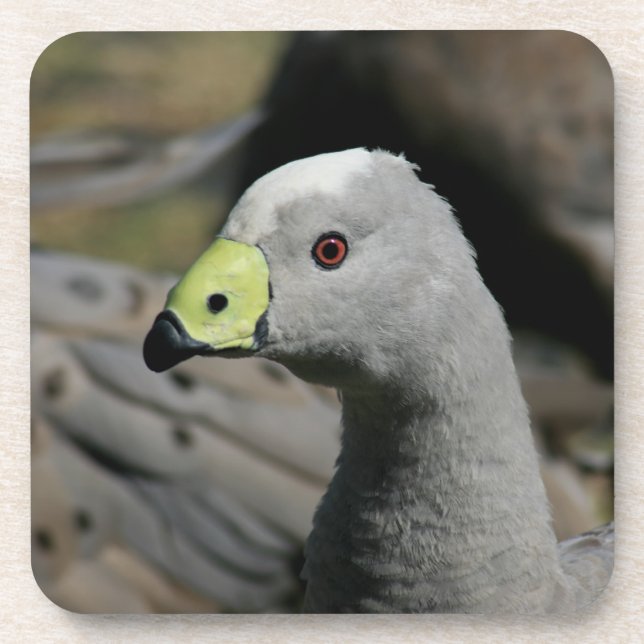 Australian Cape Barren Goose Beverage Coaster (Front)
