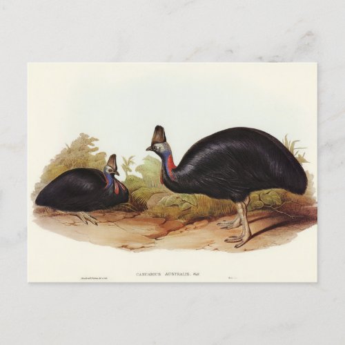 Australian Cassowary by Elizabeth Gould Postcard
