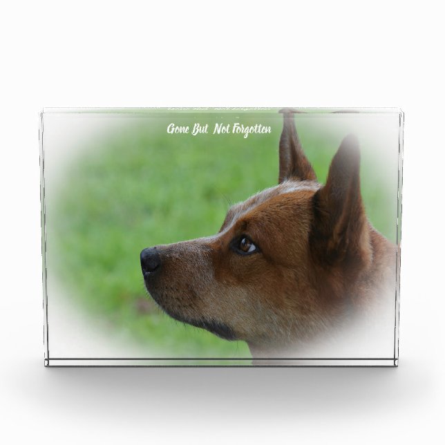Australian Cattle Dog. Acrylic Award (Front)