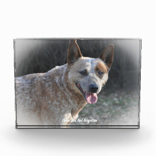 Australian Cattle Dog. Acrylic Award