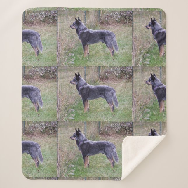 Australian_Cattle_Dog_blue full Sherpa Blanket (Front)