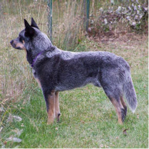 Australian_Cattle_Dog_blue full Statuette