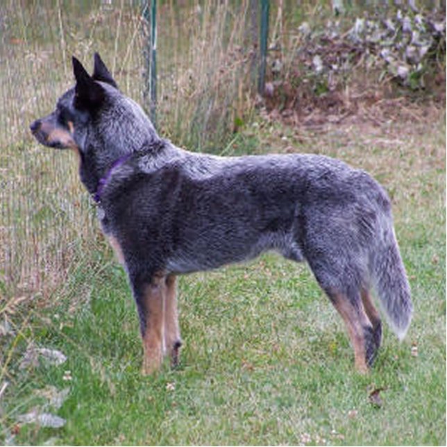 Australian_Cattle_Dog_blue full Statuette (Front)
