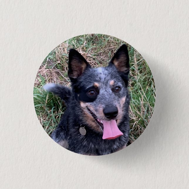 Australian Cattle Dog Button (Front)