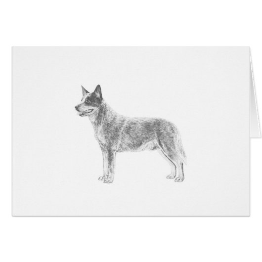 Australian Cattle Dog Cards (Front Horizontal)